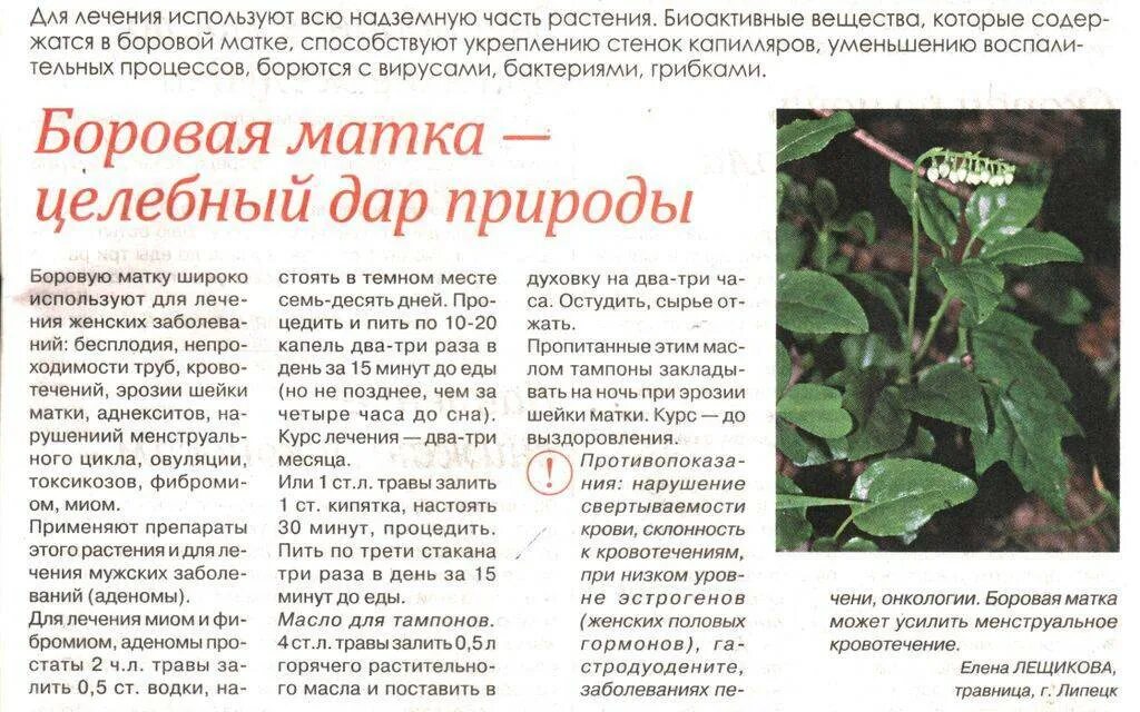 Как правильно пить боровую матку