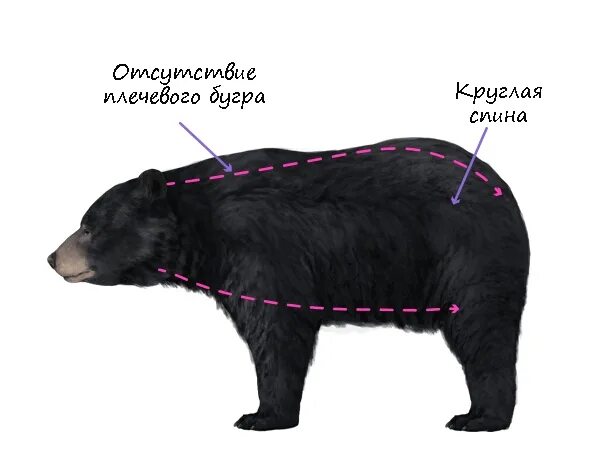 Особенности внутреннего строения медведя. Бурый медведь строение тела. Внешнее строение бурого медведя. Бурый медведь внутреннее и внешнее строение. Строение бурого медведя.