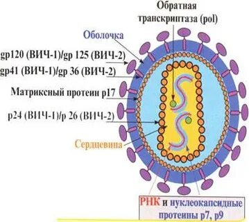 Строения вируса иммунодефицита