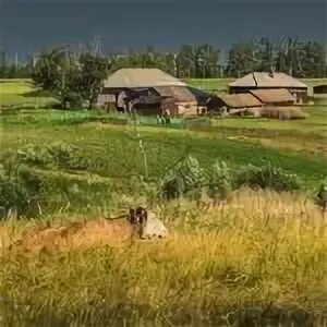 Снится мне деревня дзене