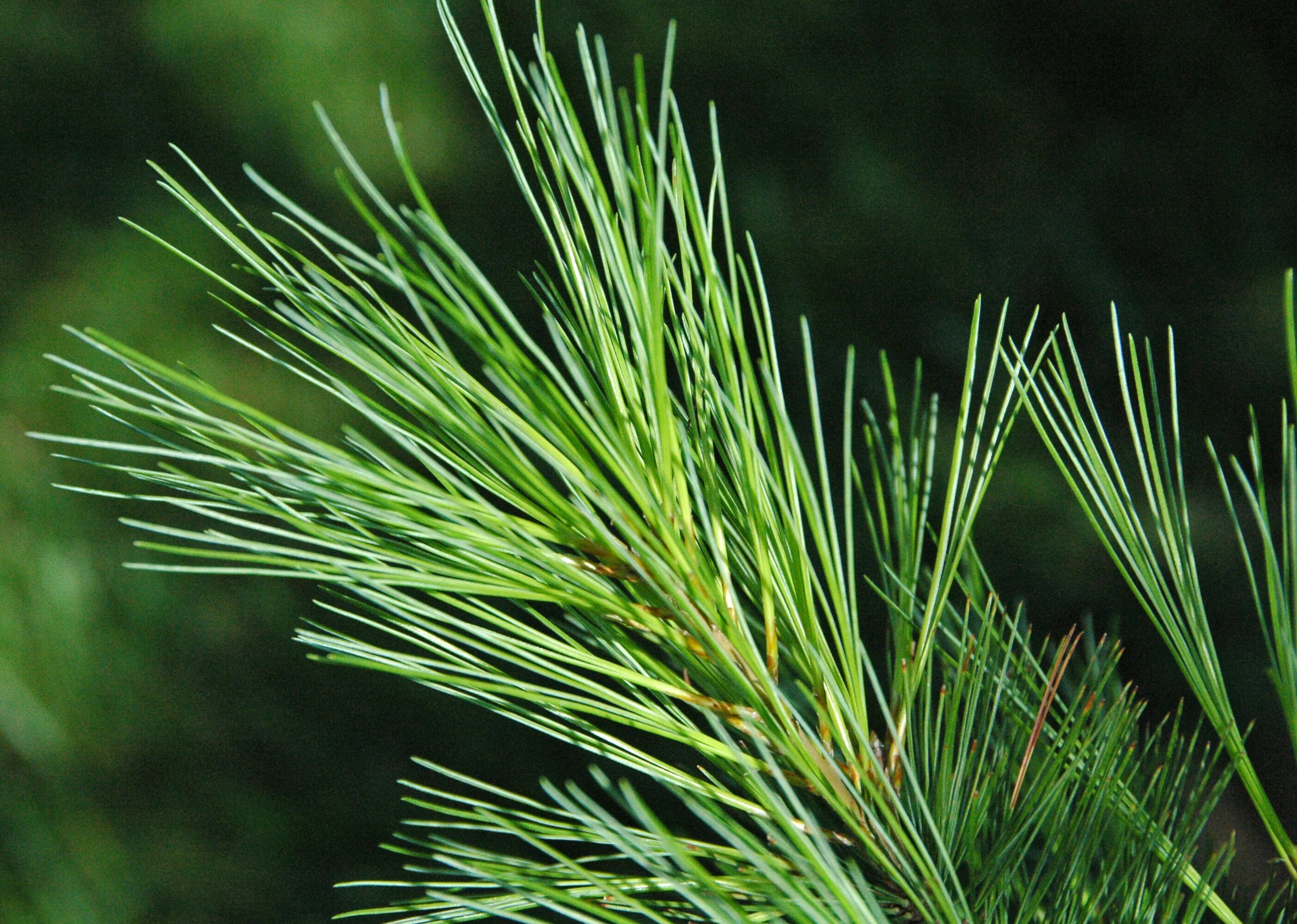 Ель Pinus strobus tiny Kurts. Pinus monticola. Pinus strobus 'Angel Falls'. Сосна Веймутова.