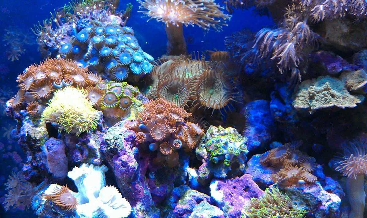 Phishy Business reef aquarium is an exemplary coral display - Reef Builders The 