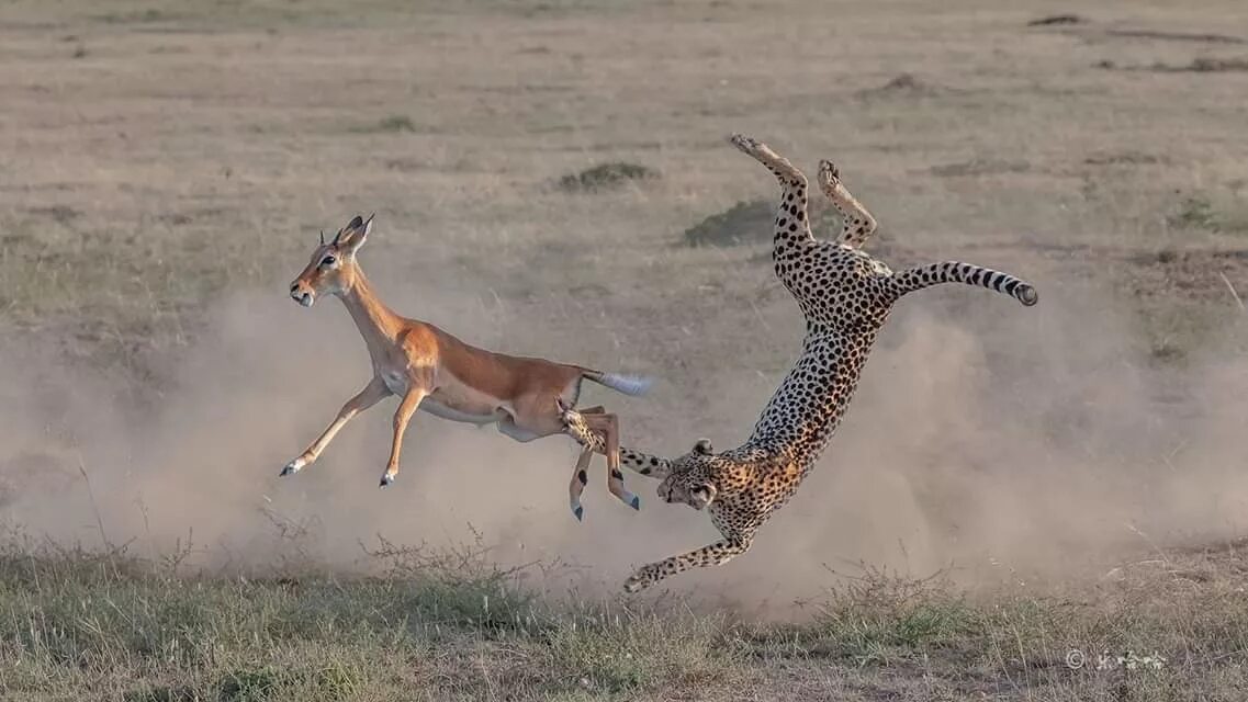 Chase animals. Гепард бежит за антилопой. Леопард гонится за антилопой. Лев гонится за антилопой. Гепард гонится за антилопой.