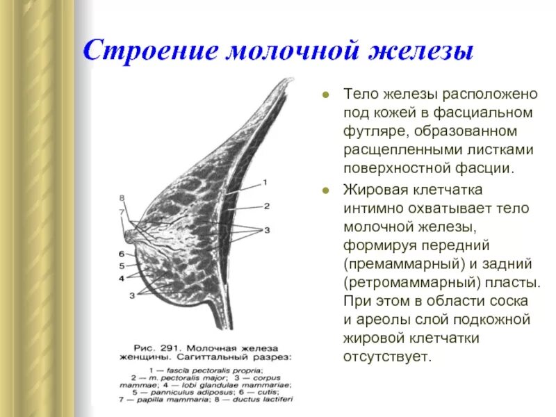 Структура желез тип в. Строение молочной железы ретромаммарное пространство. премаммарная клетчатка молочной железы что это. ретромаммарная клетчатка анатомия. слои жировой клетчатки молочной железы.