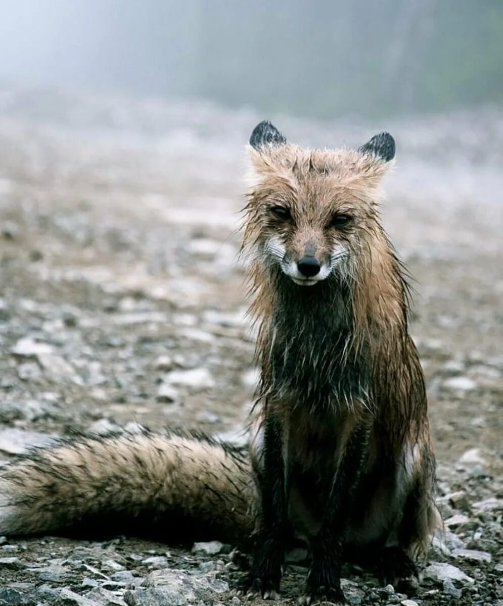 Мокрая лиса. Лиса под дождем. Мокрая лиса. Лиса грация. Лиса под дождем.
