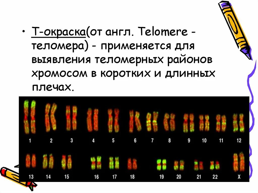 Изменение окраски хромосом