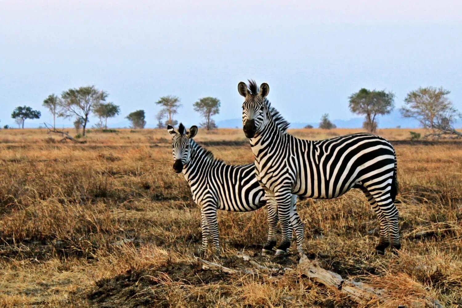 Парк Микуми Танзания. Сафари в национальный парк Микуми в Танзании. Сафари Танзания зебры. Саванны Танзании. Зебра живет в африке
