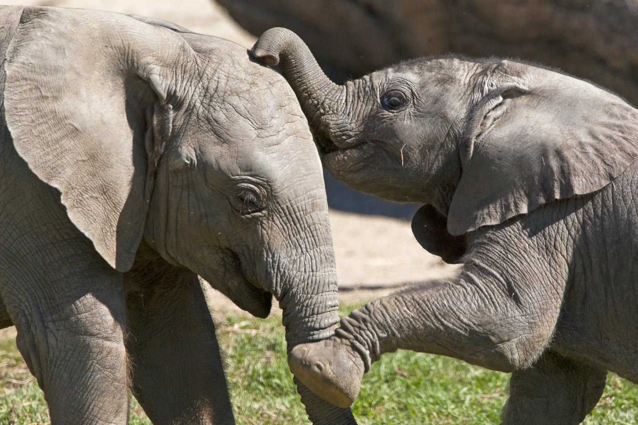 Слоники обнимаются. Язык слна. Hugging Elephants. Smallest zoo