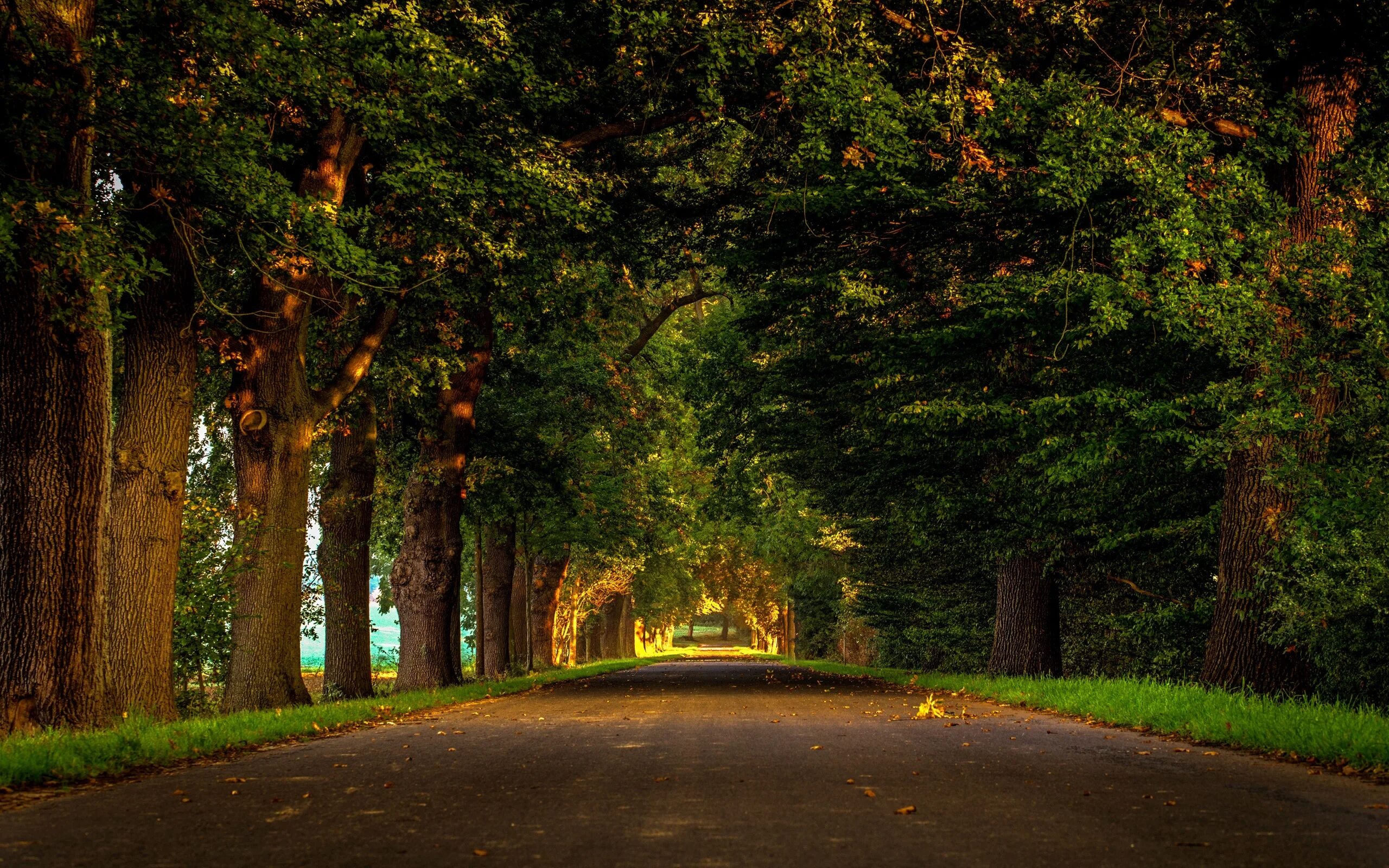 Background park