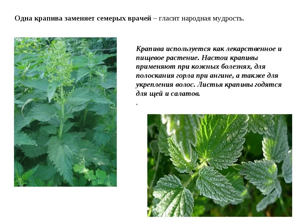 Крапива и розовый куст смысл притчи. Лечебное растение крапива. крапива описание. крапива описание растения. доклад о крапиве.