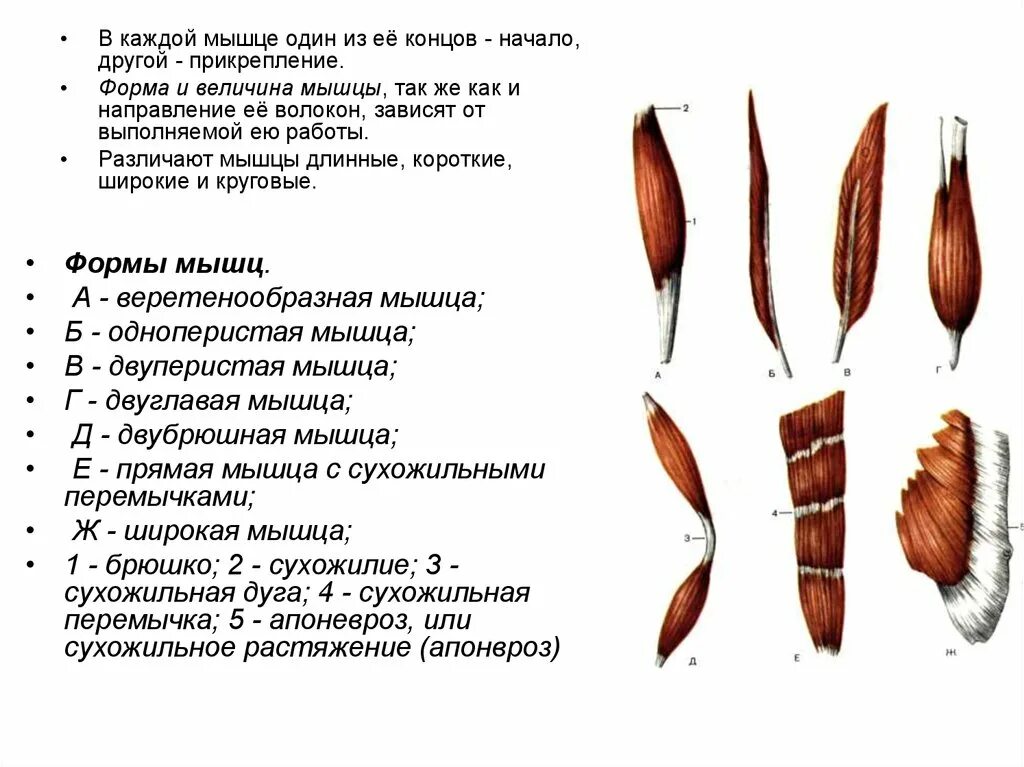 Функции мышц по форме. Различные формы мышц. мышцы веретенообразной формы. классификация и строение мышц. классификация мышц по строению.