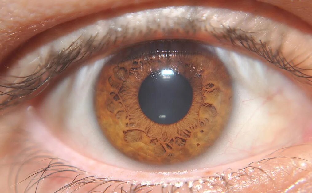 Цвет глаз родителей и детей таблица. Восточный гороскоп по годам таблица. Цвет глаз родителей и детей. Контактные линзы оквизион blue 3. Таблица цветов глаз.