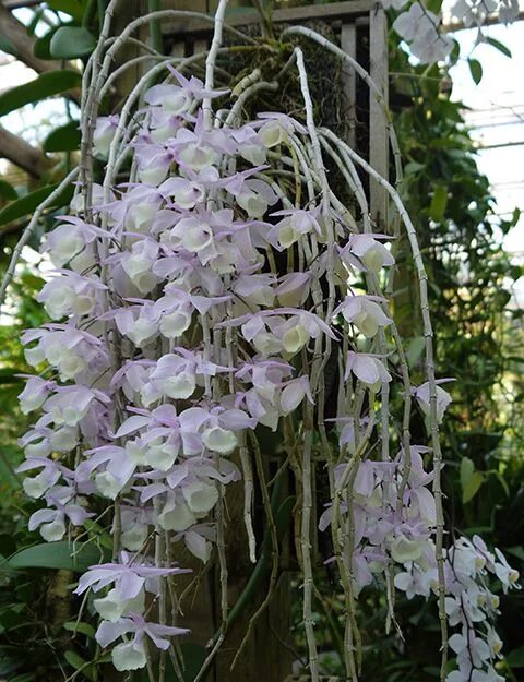 Életmód cikkek : Virágos fák Dendrobium orchids, Orchid plants, Rare orchids