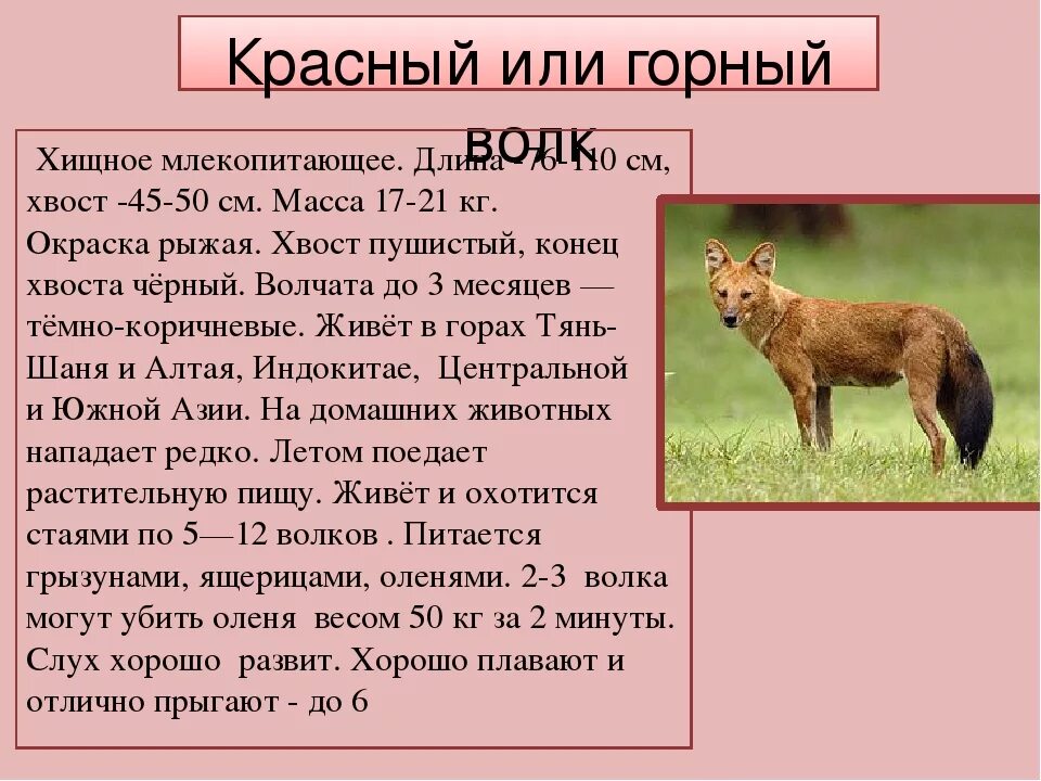 Подготовить сообщение о животных