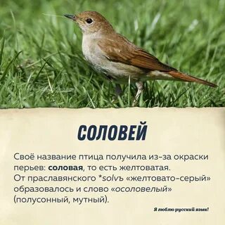 Соловушка звонкая головушка песня