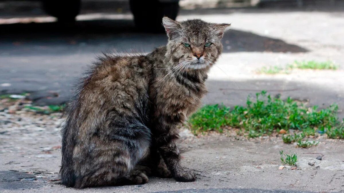 Старый серый кот. Даже старые серыми лишаями. Даже старые серыми лишаями. Пармелия козлиная. Даже старые серыми лишаями.