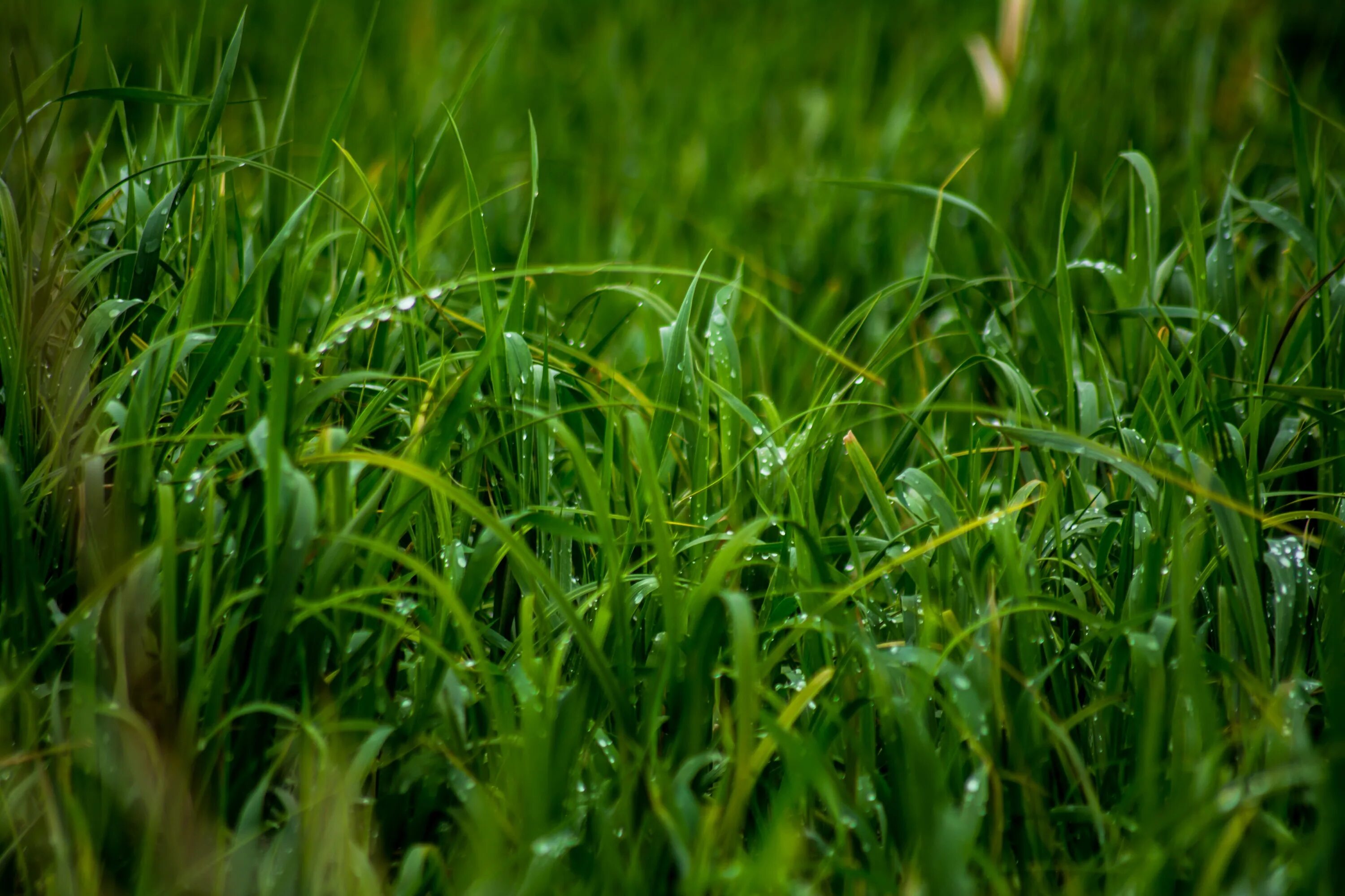 Grass plant. Трава. Зеленая трава. Природа зелень. Трава фото.