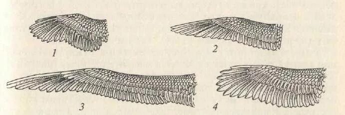 Типы крыльев у птиц. Анатомия крыльев. NBGS rhskmtd e GNBW. Эллиптические Крылья у птиц. Виды крыльев у птиц.