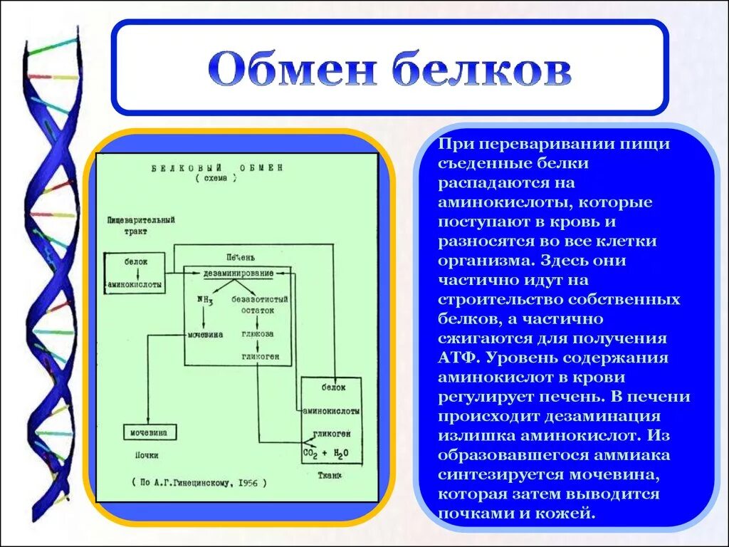 Обмен белков биология. Схема этапов обмена белков. Схема обмена белка в организме. Схема белкового обмена в организме. Обмен белков в организме человека схема.