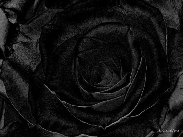 Flowers. Rose seeds, Black rose seeds, Black rose flower