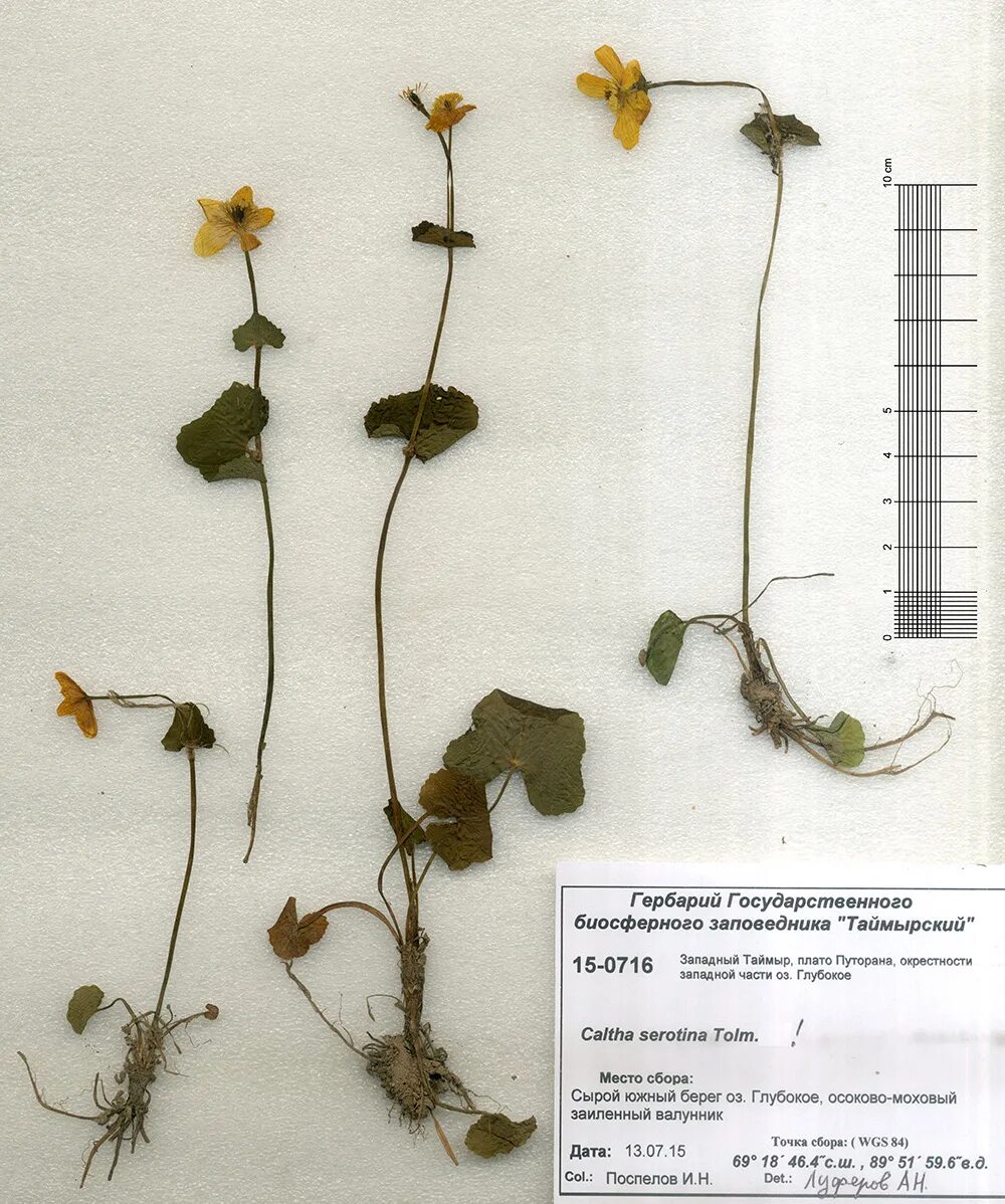 Одуванчик лекарственный гербарий корень. Клевер луговой - trifolium pratense гербарий место обитания. Marrubium vulgare гербарий. Taraxacum officinale гербарий. Морфологический гербарий.