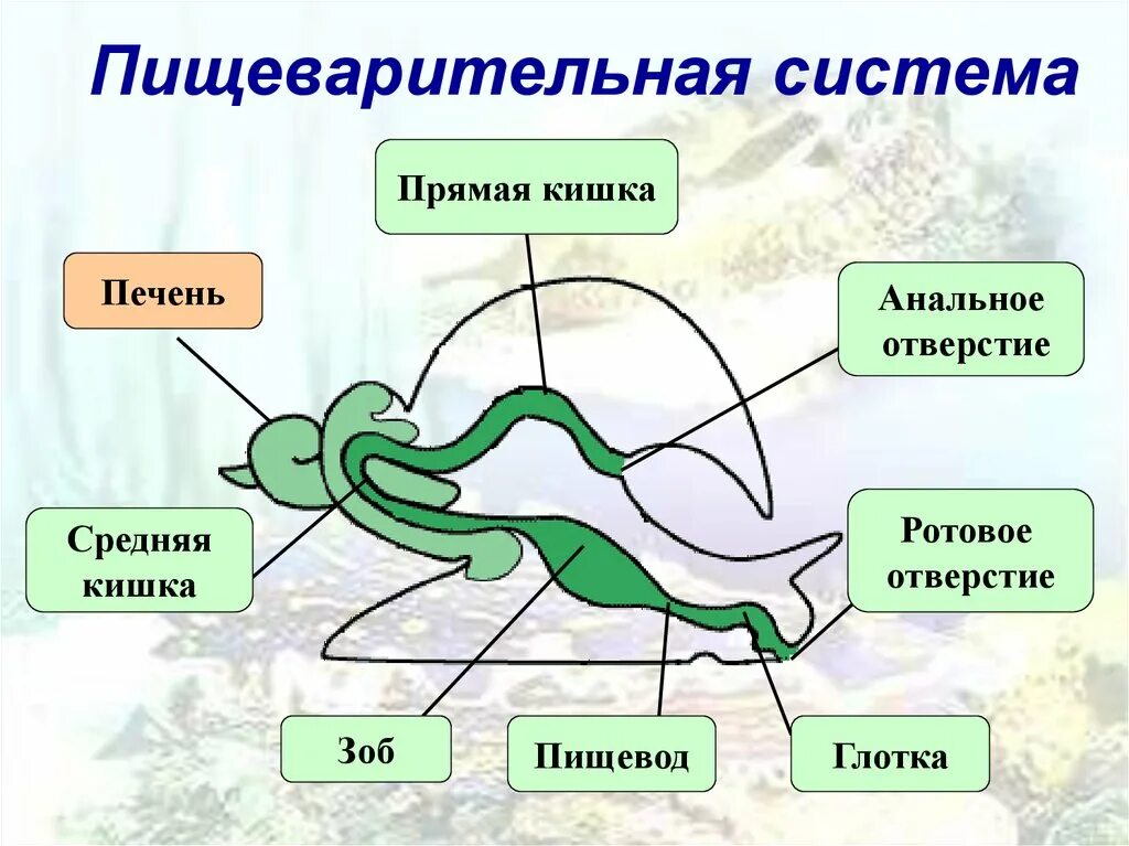 Пищеварительная система у лягушки клоака. Путь прохождения пищи у лягушки. Путь пищи по кишечнику. Путь прохождения пищи у лягушки. Схема строения органов пищеварения земноводных.