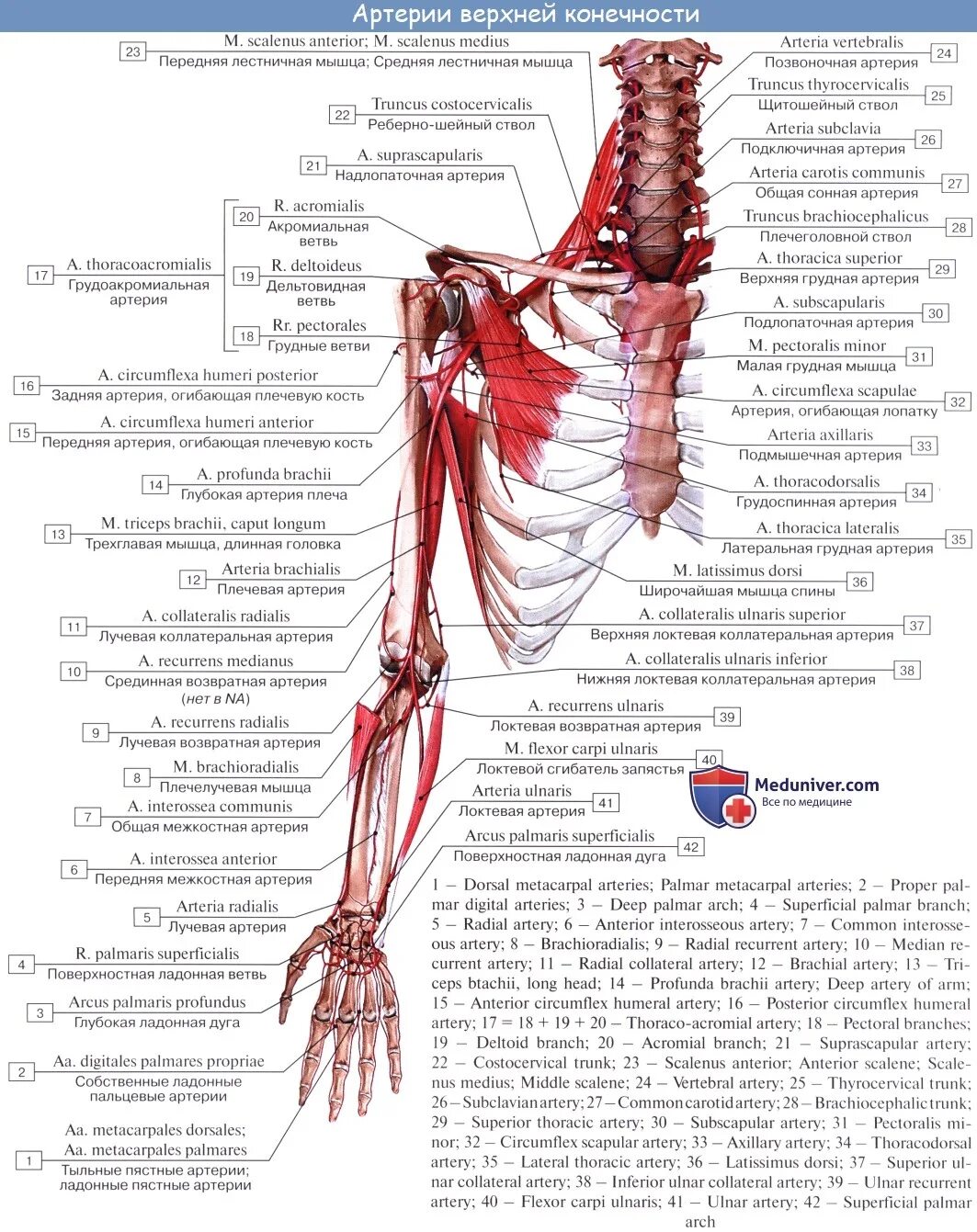Артерии верхней конечности анатомия латынь. Мышечные ветви плечевой артерии. Arteria brachialis топография. Артерии верхней конечности плечевая артерия. Кровообращение верхней конечности
