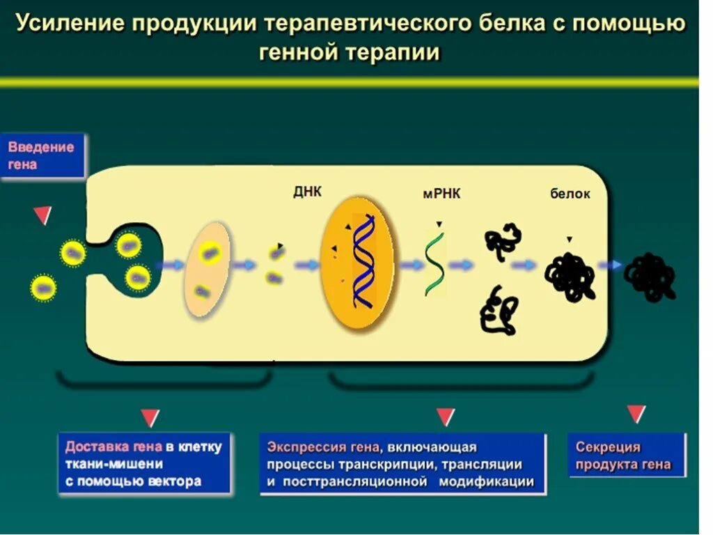 Открыватель принцип передачи генетической информации. Передача генетической информации. терапевтические белки. в гене закодирована информация о строении белков жиров. терапевтические белки выглядят.