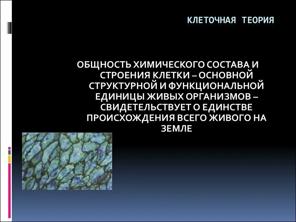 Катализаторы живых клеток. Клеточная теория химический состав клетки. Клеточная теория химический состав. Клеточная теория фото. Значение клеточной теории.