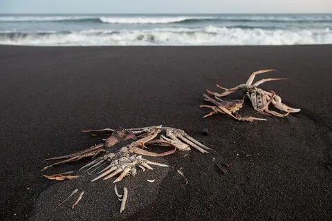 Погибающие море