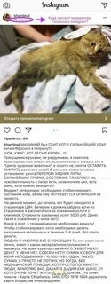 Кот шанс