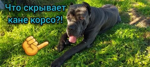 Cane videos