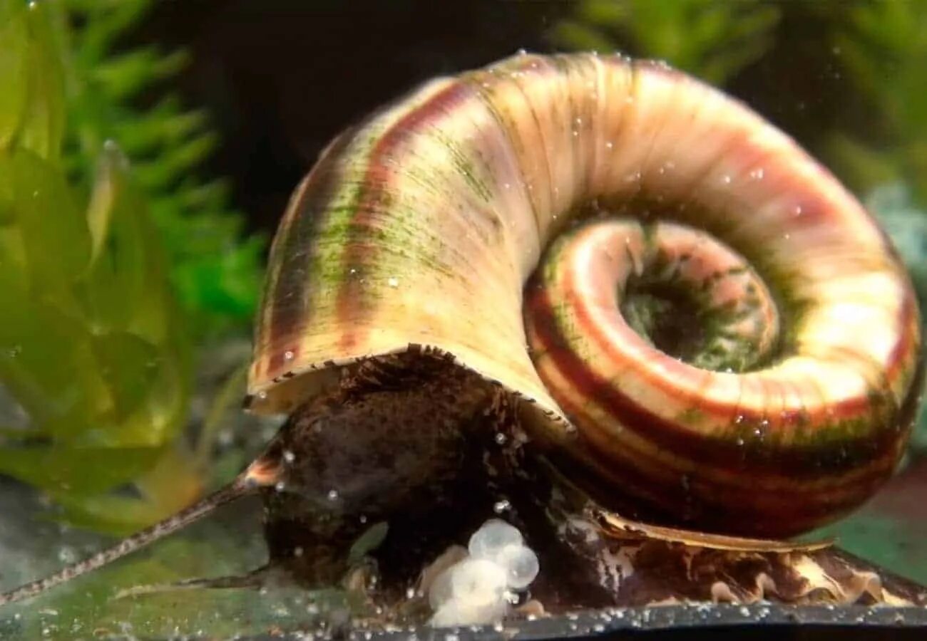 Улитки ампулярии. Ramshorn Snail. Улитка Мариза икра. Черная Мистерия улитка аквариумная.