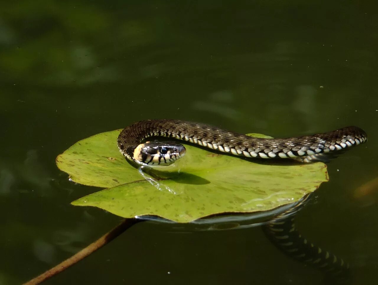 Водяная змейка. Обыкновенный уж Natrix Natrix. Водяной уж (Natrix tessellata). Речной уж и гадюка. Змея уж обыкновенный.