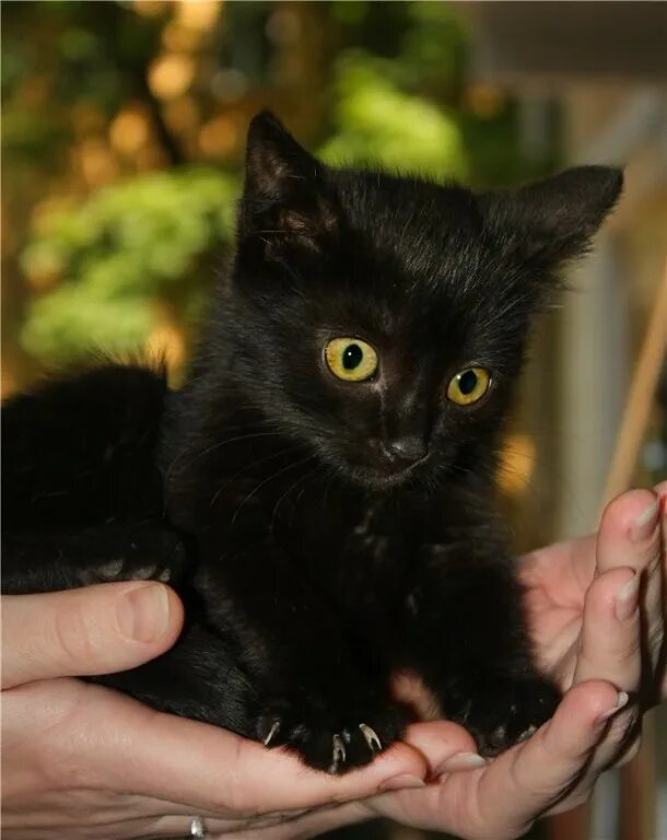 Черный котенок. Маленький черный котенок. Черненький котенок. Котята черного цвета. Какие черные котята есть