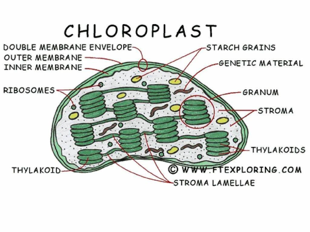 Строма хлоропласта. Строение хлоропласта ЕГЭ. Фотосинтез в хлоропласте рисунок. Происхождение хлоропластов. Уровень организации хлоропласта