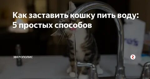 Как заставить кота пить
