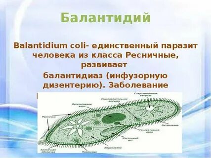 Инфузория балантидий