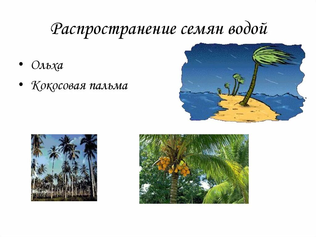 Распространение семян водой. Растения распространяемые водой. Семена распространяемые водой. Ольха распространение семян водой. Растения распространение водой