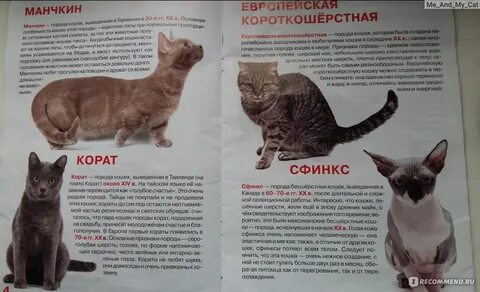 Короткошерстные кошки описание