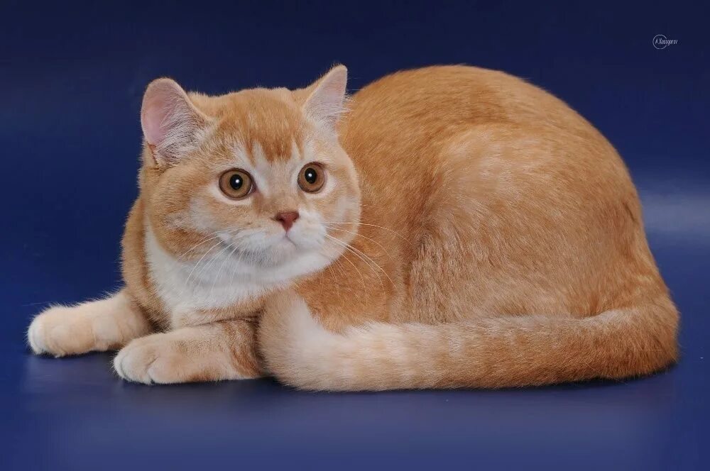 Шотландский скоттиш страйт рыжий. Скоттиш-страйт (шотландская прямоухая) рыжая. Рыжий шотландский кот прямоухий. Шотландская кошка прямоухая рыжая. Шотландская прямоухая рыжий кот.