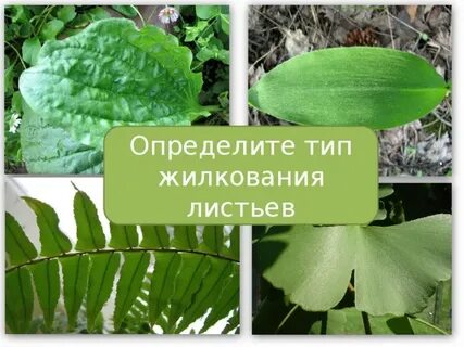 Лук декоративный жилкование