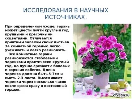 Вред герани для здоровья