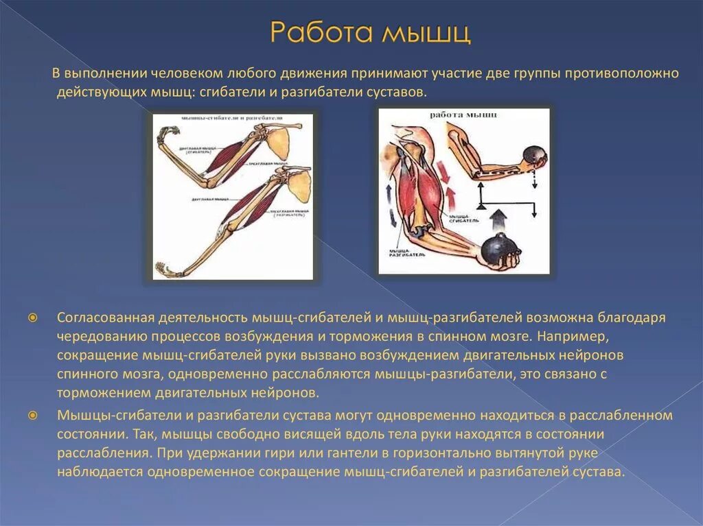 Сокращение мышц и работа сердца. Работа мышц. Мышцы сгибатели и разгибатели. Мышцы сгибатели и мышцы разгибатели. Работа мышц в движении.