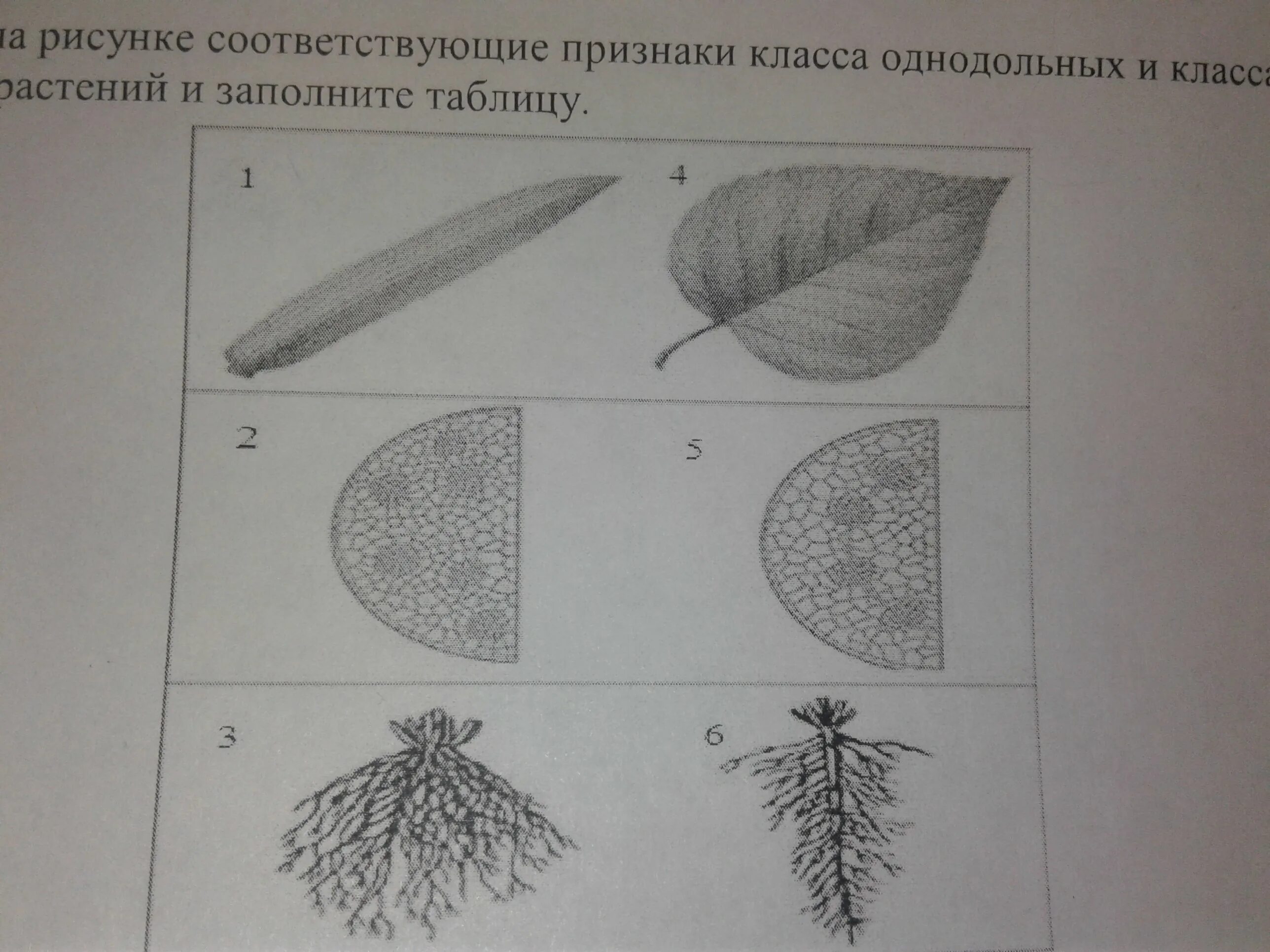 Двудольное растение рисунок. Двудольные и Однодольные растения рисунок. Гербарий однодольных растений. Класс Однодольные рисунок. Гербарий однодольных и двудольных растений.