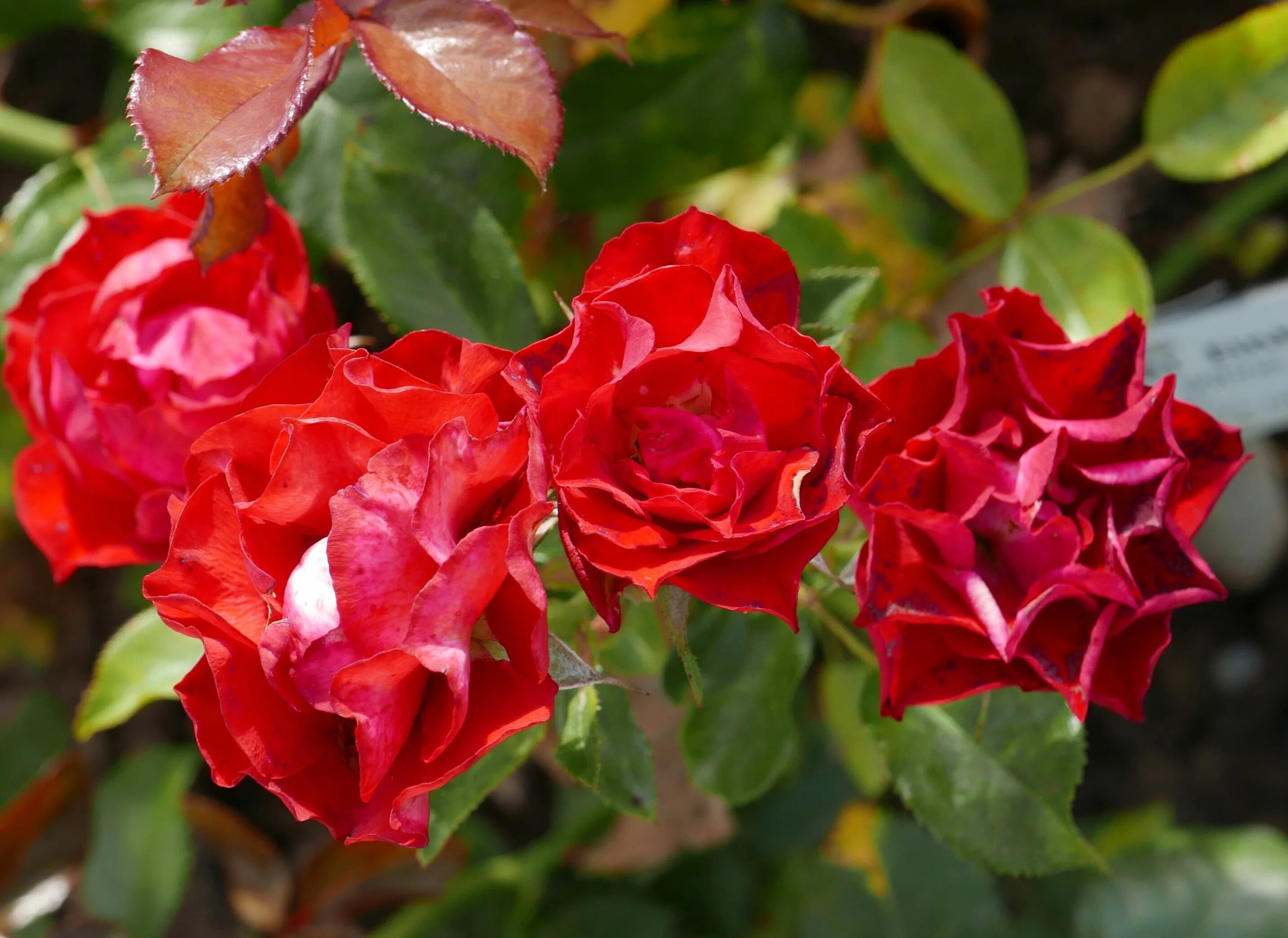 Der rose. Der rose. Der rose. Der rose. Der rose.