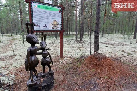 Заказник белый сыктывкар
