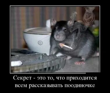 Приколы про крыс