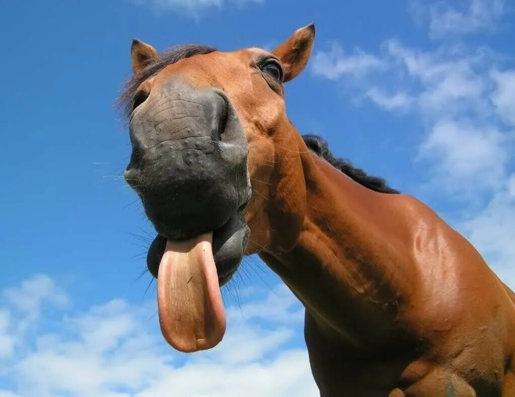 Смешные лошадки. Смешная лошадь. Забавные лошадки. Конская морда. Лошадь с высунутым языком.