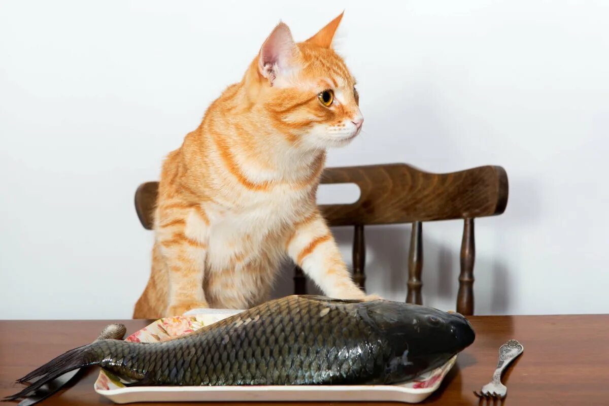 Хотим быть рыбками. Рыжий кот с рыбой. Кот и огромная рыба. Рыжий кот с рыбой в зубах. Рыжий котенок ест рыбку.
